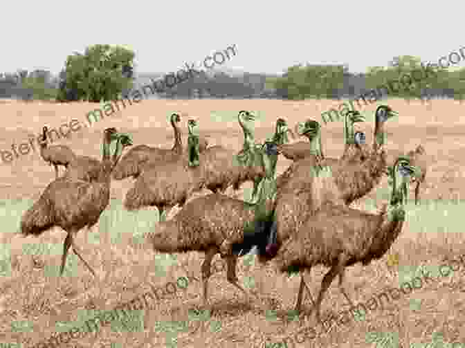 A Vast Flock Of Emus Marching Across A Field, Their Heads Held High The Great Emu War: Or How Australia Lost A War Against Birds (Pop History 1)