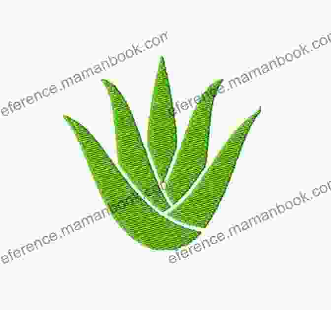 Aloe Vera Cactus Embroidery Pattern Botanical Line Drawing: 200 Step By Step Flowers Leaves Cacti Succulents And Other Items Found In Nature