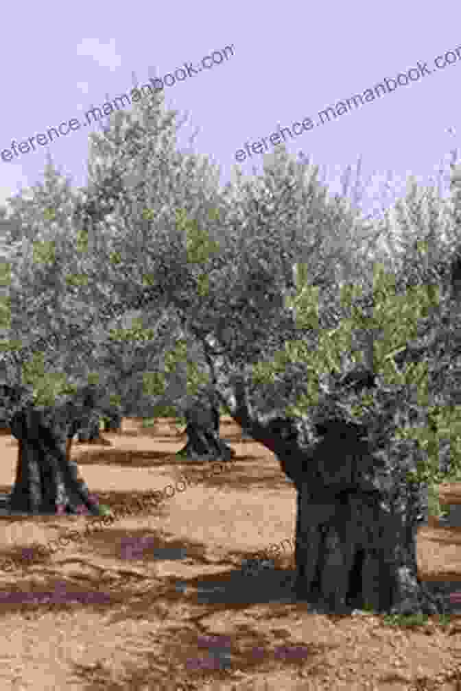 An Ancient Olive Tree Standing Tall In A Field, With Gnarled Branches And Silvery Green Leaves. The Olive Tree Shana Galen
