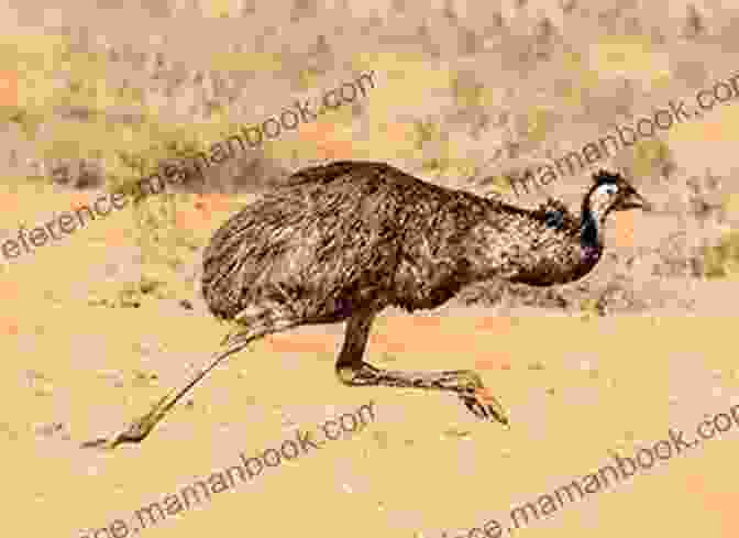 An Emu Running At Full Speed, With A Bullet Whizzing Past Its Head The Great Emu War: Or How Australia Lost A War Against Birds (Pop History 1)