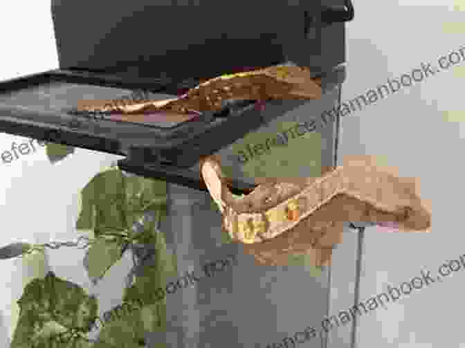 Crested Gecko Breeding Pair Crested Gecko Care Guide Catherine Douglass