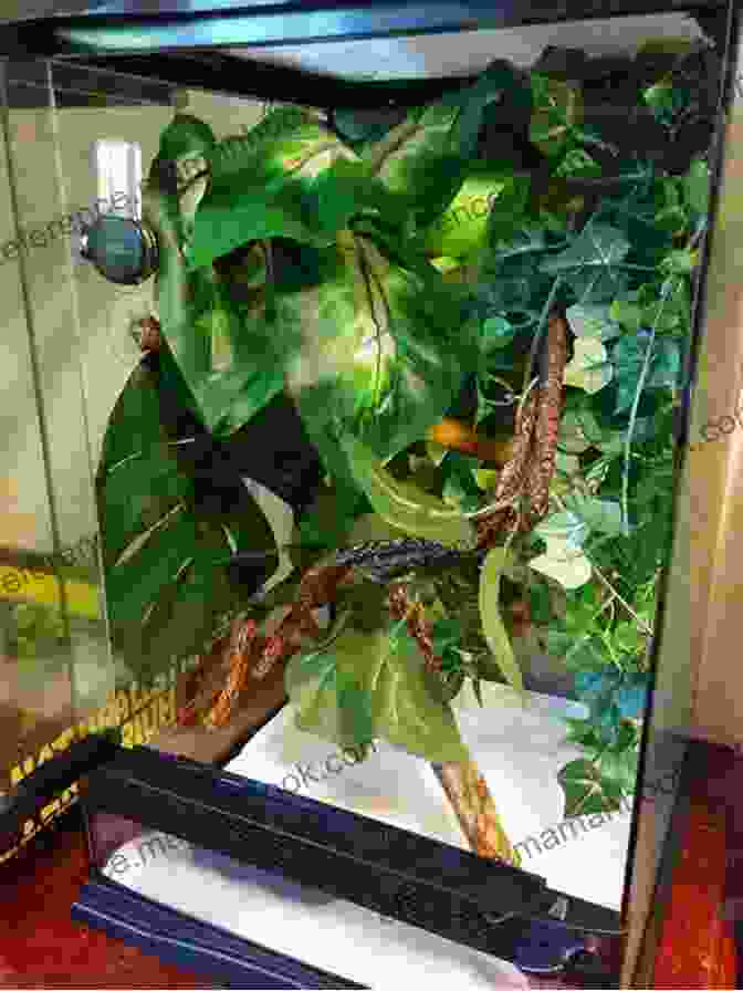 Crested Gecko Habitat With Live Plants And Hiding Areas Crested Gecko Care Guide Catherine Douglass
