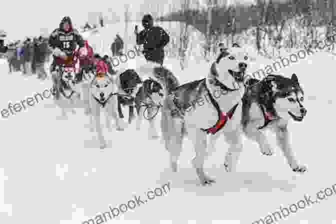 Dan Lefebvre Driving His Sled Dog Team Through A Snow Covered Forest. The Perfect Race Dan LeFebvre