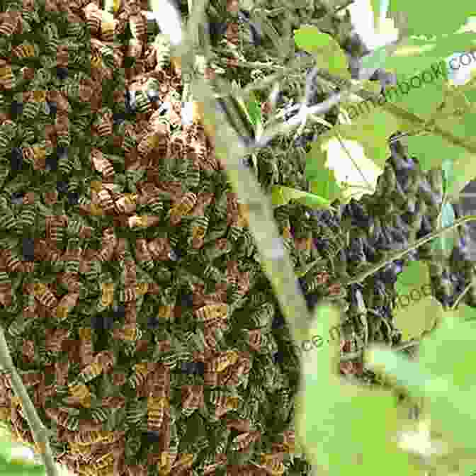 Dr. Sarah Jones Facing Off Against A Swarm Of Honeybees The Honeybee Fiasco (Misadventures In La Mosquitia 2)