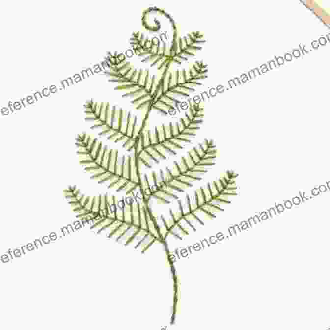 Fern Leaf Embroidery Pattern Botanical Line Drawing: 200 Step By Step Flowers Leaves Cacti Succulents And Other Items Found In Nature