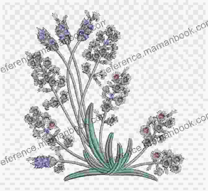 Lavender Embroidery Pattern Botanical Line Drawing: 200 Step By Step Flowers Leaves Cacti Succulents And Other Items Found In Nature