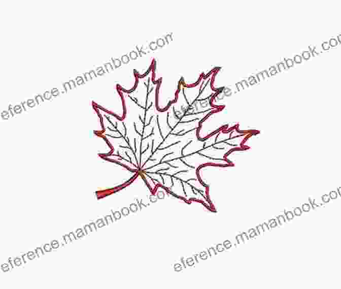 Maple Leaf Embroidery Pattern Botanical Line Drawing: 200 Step By Step Flowers Leaves Cacti Succulents And Other Items Found In Nature